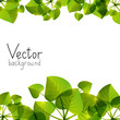 Summer background with green leaves