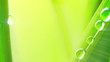 wet grass after rain extremely close-up