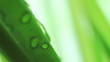 sequence wet green grass after rain extremely close-up