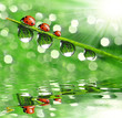 Foto: fresh morning dew and ladybird fresh morning dew and ladybird