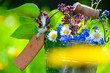 Foto: Gartenblumen Gartenblumen