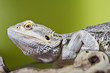 Bearded dragon reptile lizard on a branch on green blurred backg