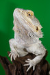 Bearded dragon reptile lizard on a branch on green blurred backg