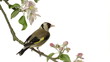 Video: European Goldfinch perched on an apple tree branch European Goldfinch perched on an apple tree branch