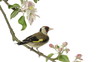 Video: European Goldfinch perched on an apple tree branch European Goldfinch perched on an apple tree branch