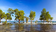 Foto: Trees in the mangroves Trees in the mangroves