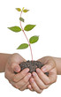 sapling in hands