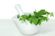 canvas print picture - Stevia 3