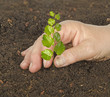 Planting a sapling