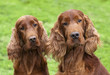 Foto: Cute Irish Setter pair looking at the camera Cute Irish Setter pair looking at the camera