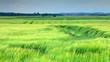 летний день