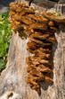 Foto: Baumstamm mit Pilzen Baumstamm mit Pilzen