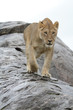 Photo: Lioness walking down a wet rock Lioness walking down a wet rock