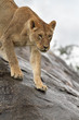 Photo: Lioness walking down a rock Lioness walking down a rock