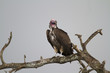 Lappet-faced vulture perching on dead wood