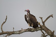 Lappet-faced vulture perching on dead wood