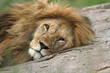 Photo: Portrait of male lion while lying on rock Portrait of male lion while lying on rock