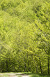 Photo: road in the forest road in the forest
