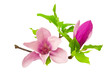 magnolia