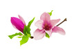 magnolia