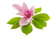 magnolia