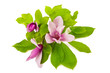 magnolia
