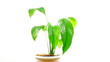 Video: Houseplant Houseplant