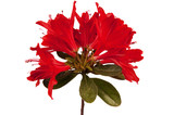 Red flower Azalea