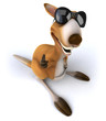 Fun kangaroo