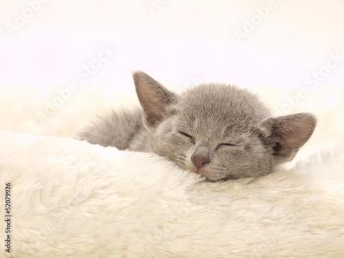 Photo: 可愛い眠るロシアンブルーの子猫 可愛い眠るロシアンブルーの子猫