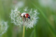 Photo: Dandelion and Ladybug Dandelion and Ladybug