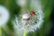 Photo: Dandelion and Ladybug Dandelion and Ladybug