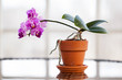 Pink orghid in a pot in a sunroom window