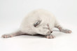 newborn kitten