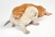 newborn kittens