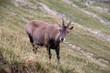 Photo: Bouquetin Bouquetin
