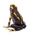 Photo: Poison arrow frog isolated Poison arrow frog isolated