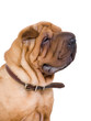 dog, sharpei