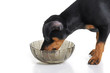 Miniature Pinscher