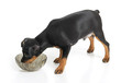 Miniature Pinscher
