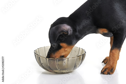 Photo: Miniature Pinscher Miniature Pinscher