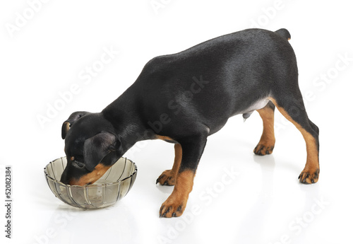 Photo: Miniature Pinscher Miniature Pinscher