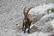 Photo: Bouquetin Bouquetin