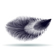 Feather