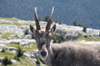 Photo: Bouquetin Bouquetin