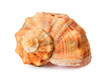 cockleshell