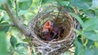 baby  bird