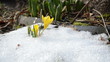 saffron crocus yellow bloom first spring flowers between snow