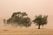 Sand storm, Kalahari desert