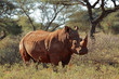 White rhinoceros